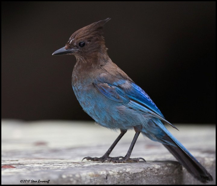 _0SB4673 juvenile stellers jay.jpg